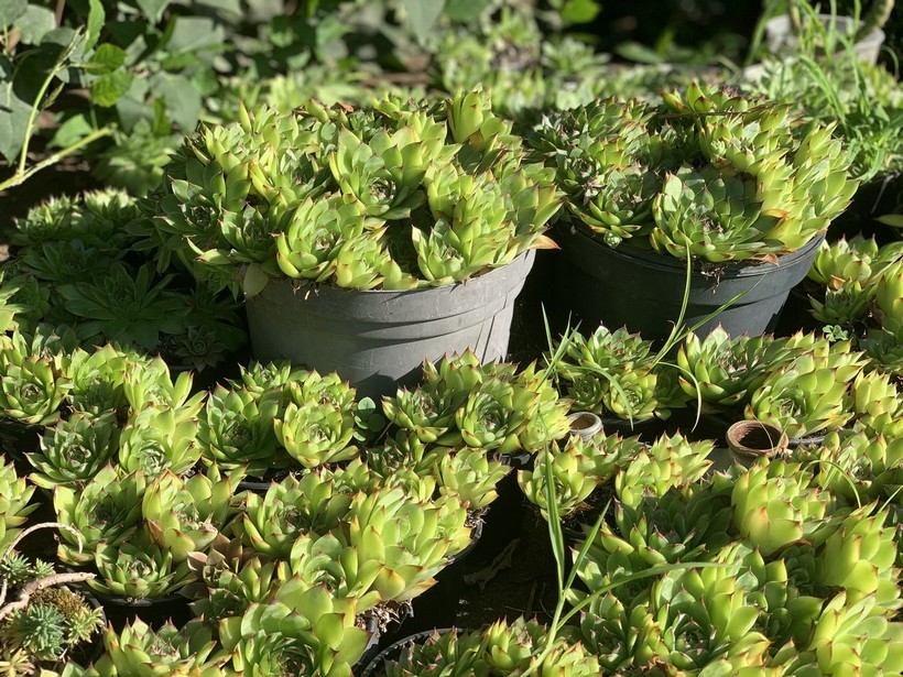 Dodijeljena priznanja u akciji „Čiji je vrt najljepši“ (54)