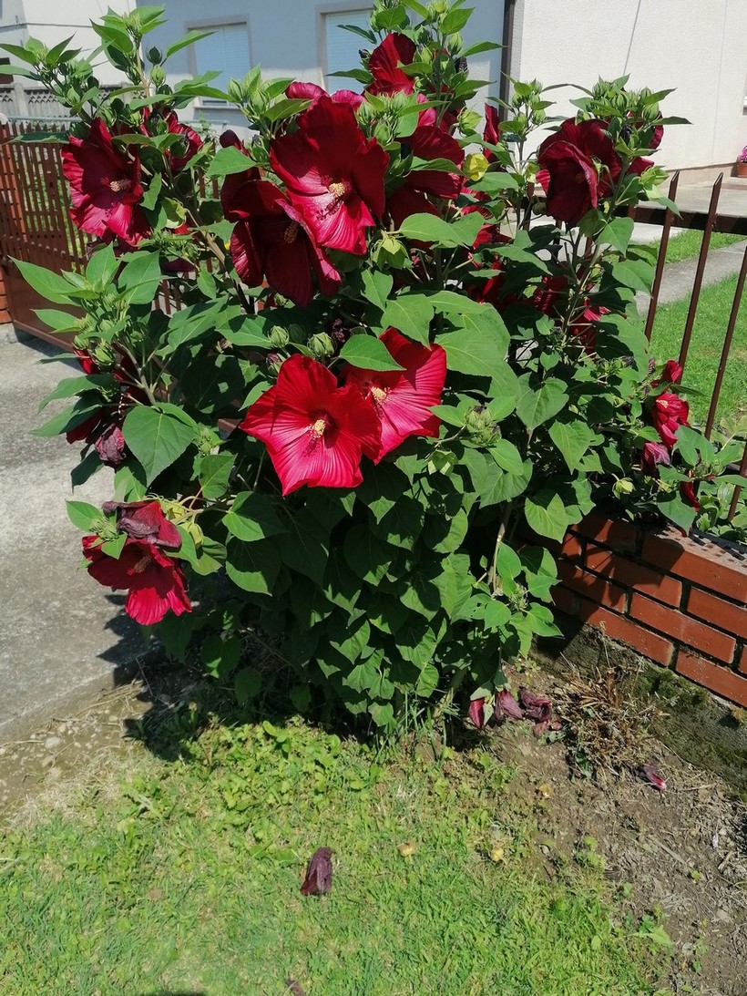 Dodijeljena priznanja u akciji „Čiji je vrt najljepši“ (59)