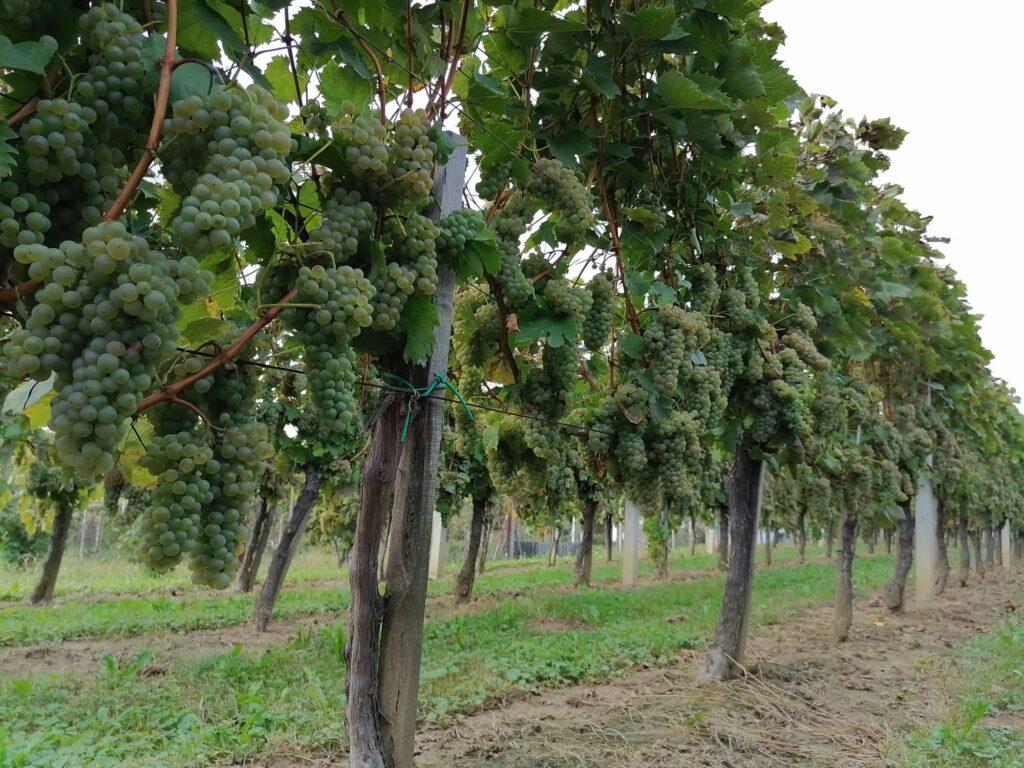 Iz revolta posjekao stabla vinove loze vrijedne oko 55 tisuća kuna