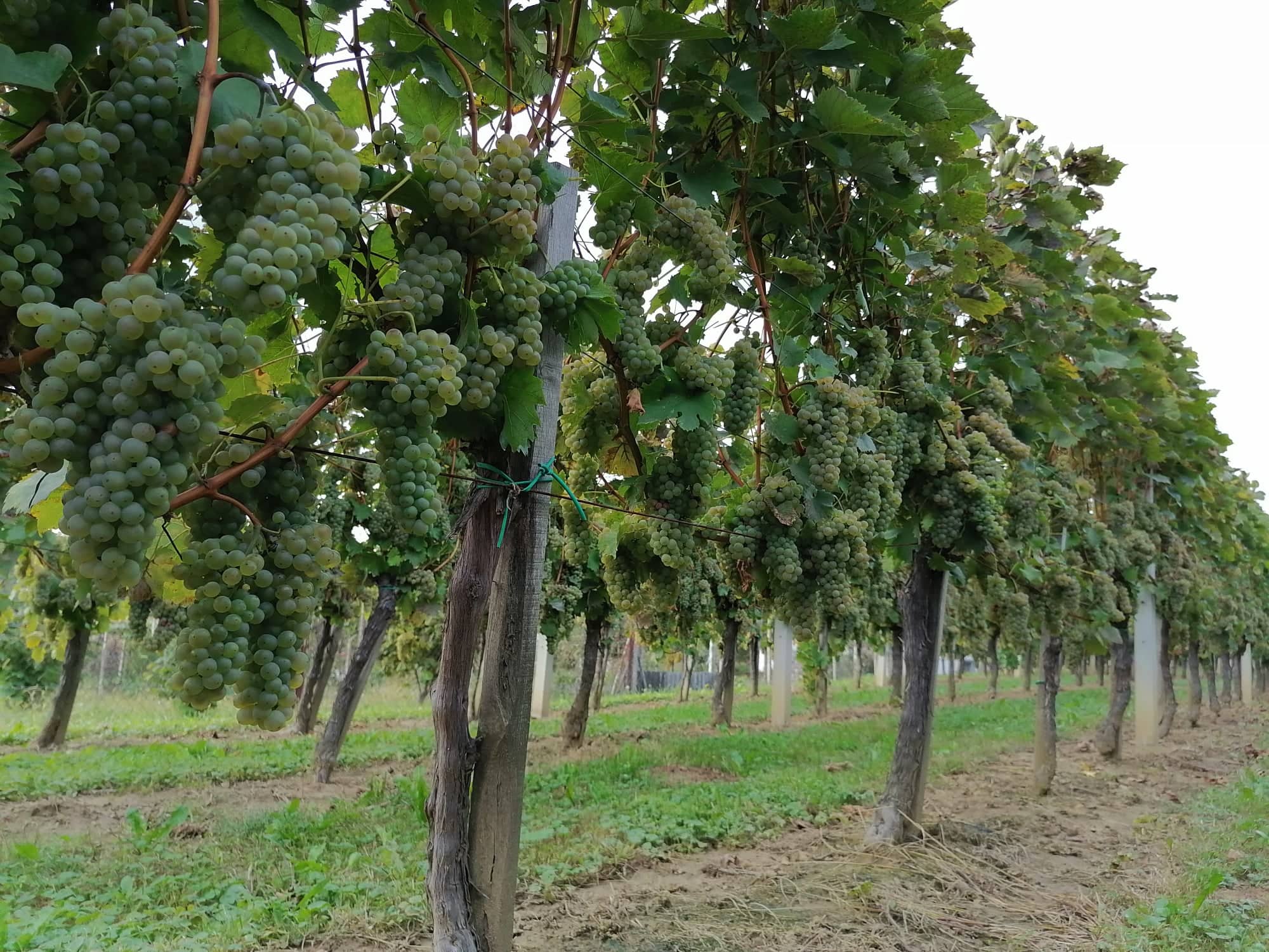 vinograd