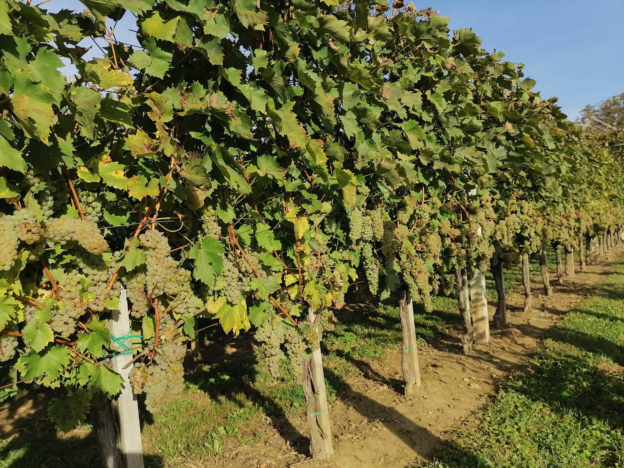 vinograd4
