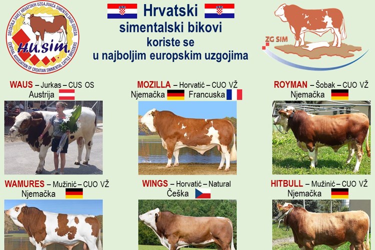 Povijesni uspjeh hrvatskog uzgoja goveda