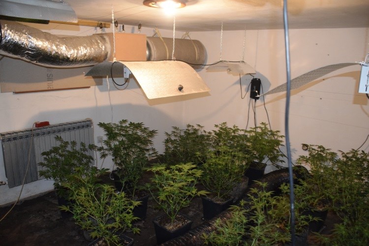 U podrumu uzgajao i sakrivao 26 stabljika marihuane