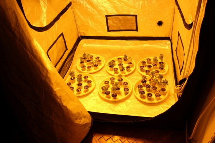 Pronađena tri improvizirana laboratorija s umjetno stvorenim uvjetima za uzgoj marihuane