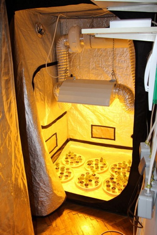 trava marihuana laboratorij sesvete (3)