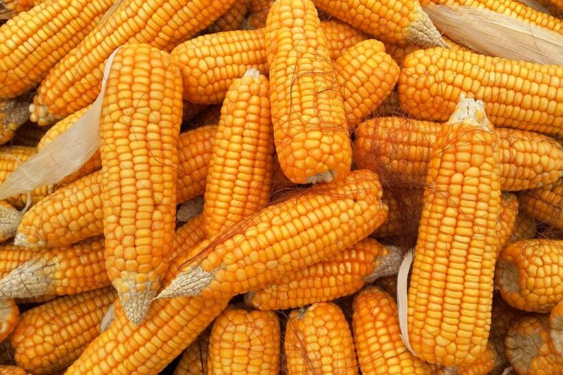 corn-1726017_1280