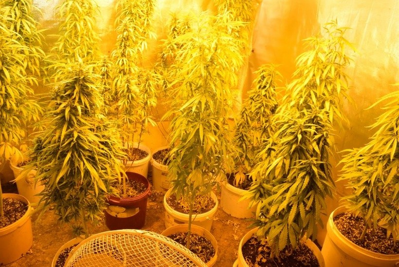 marihuana trava konoplja (1)