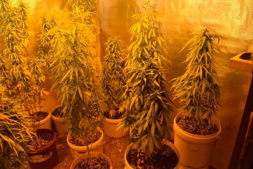 U obiteljskoj kući pronašli ‘farmu’ marihuane