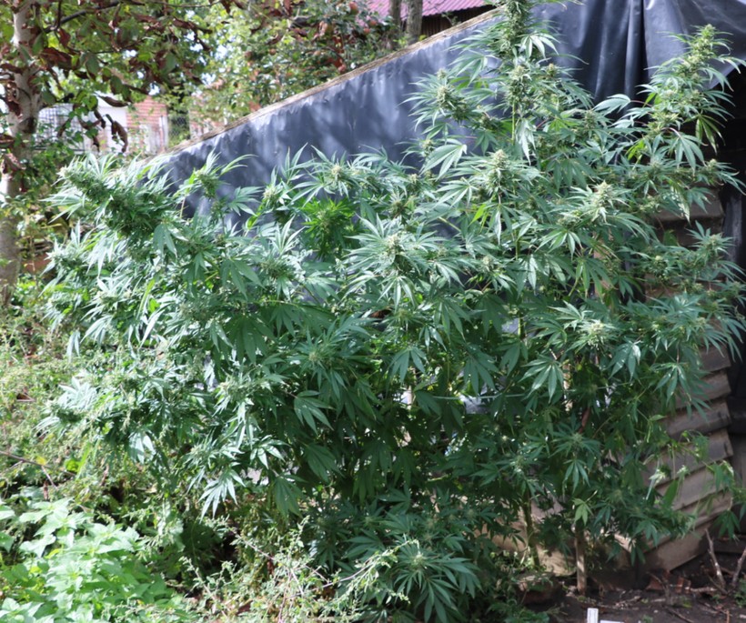 trava biljke marihuana (3)