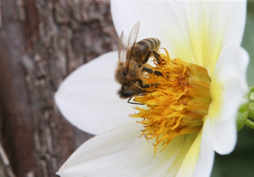SVJETSKI DAN PČELA Sve češće odumiranje pčelinjih zajednica
