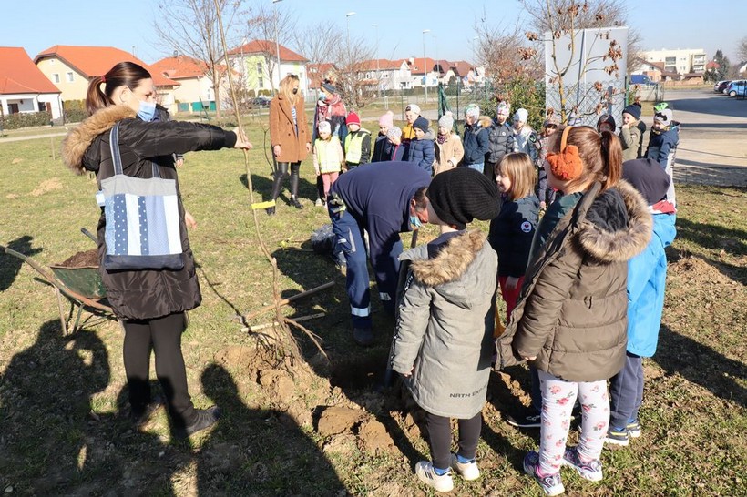 Zasadi_drvo_bazeni_cerine_04