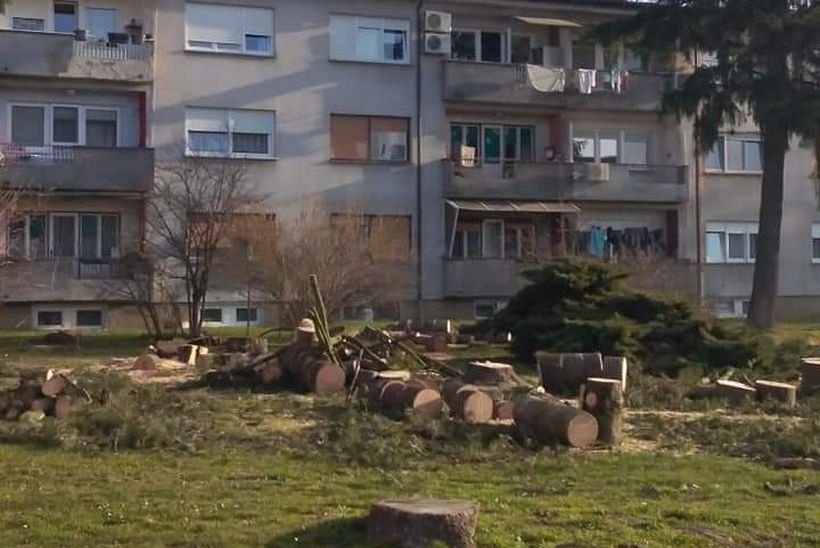 Porušena stabla koprivnica (1)