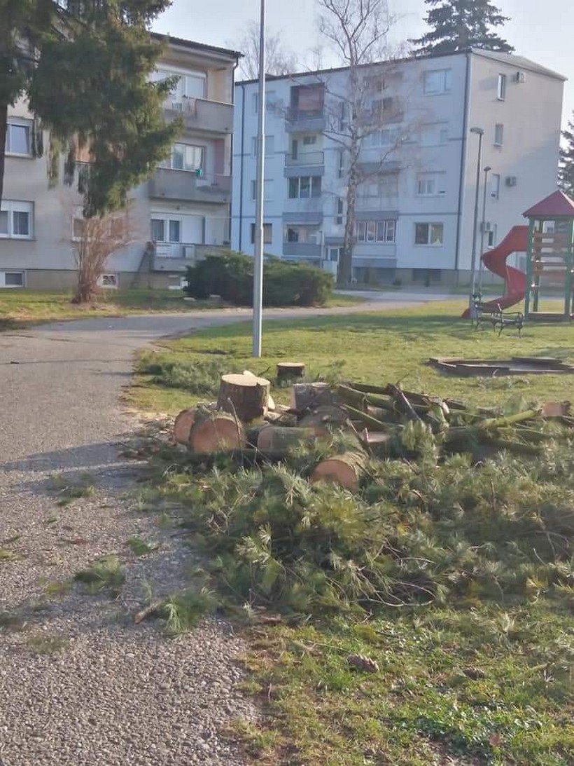 porušena stabla koprivnica (4)