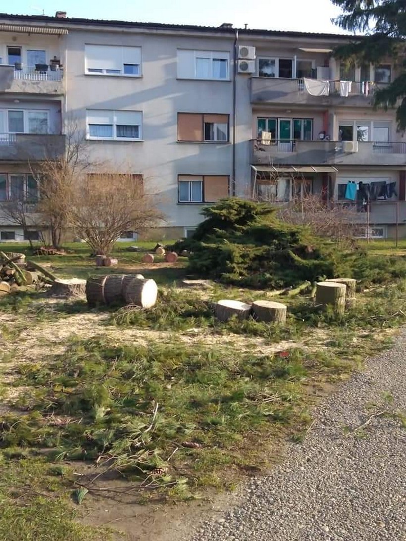 porušena stabla koprivnica (5)