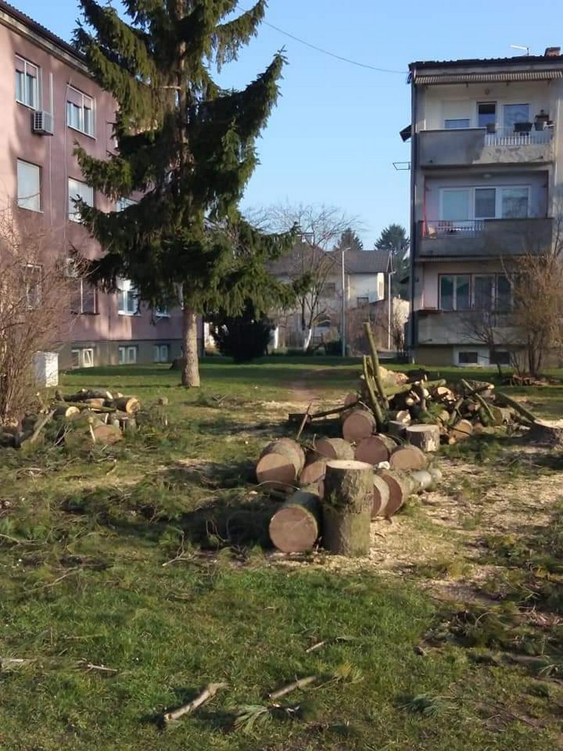 porušena stabla koprivnica (6)