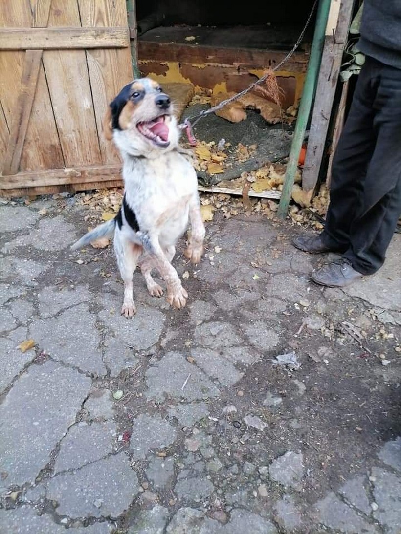 psi smještaj (6)