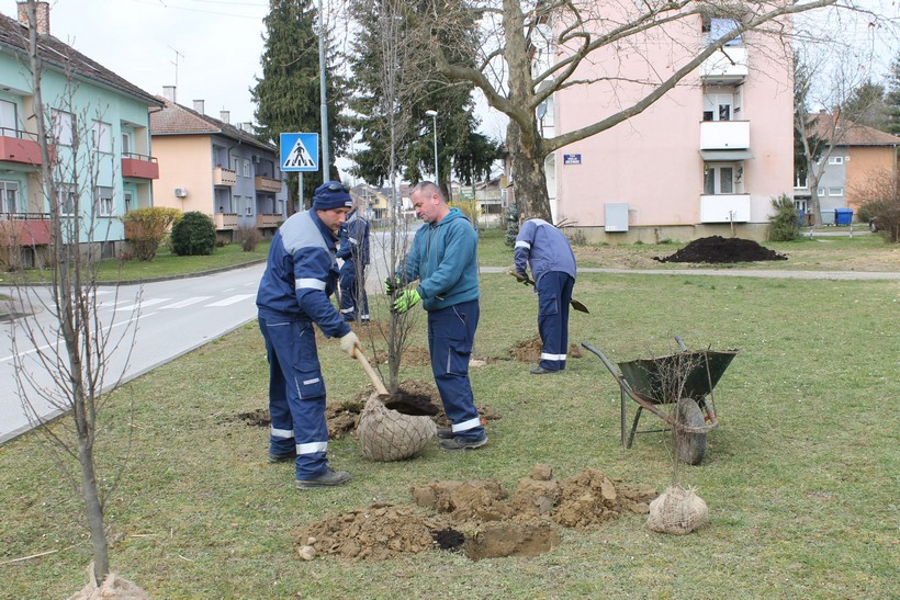sadnja stabla koprivnica (2)