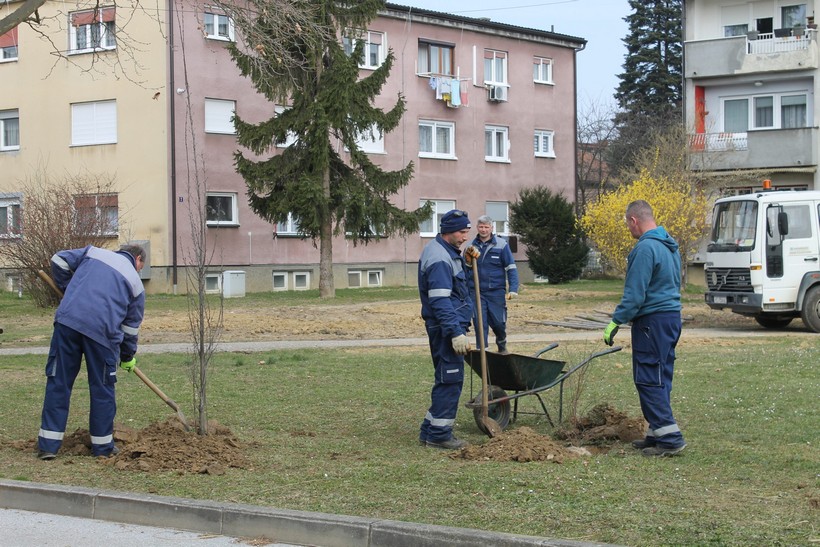 sadnja stabla koprivnica (3)