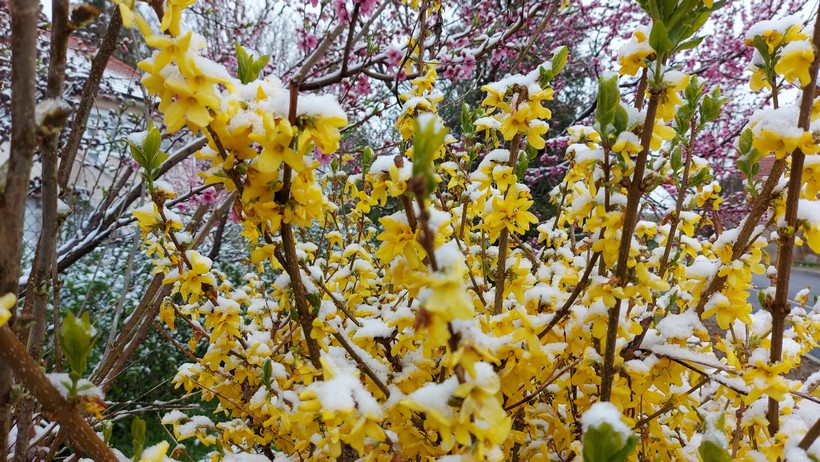 cvijeće snijeg (1)