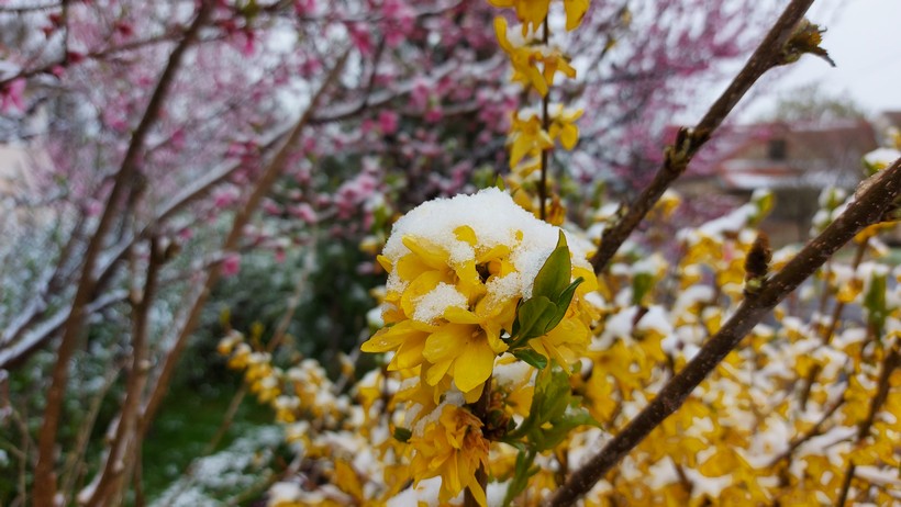 cvijeće snijeg (5)