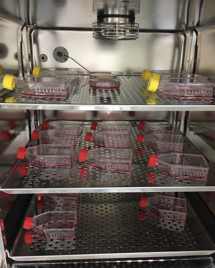 Kultivacijske bočice u inkubatoru