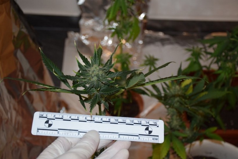 NEMA ŠTO NIJE IMAO 47-godišnjak napravio improvizirani laboratorij za uzgoj i prodaju marihuane