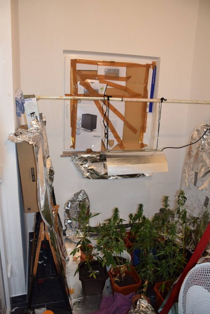 marihuana droga trava (3)