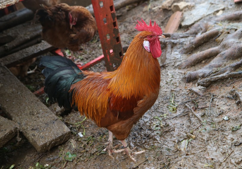 Nizozemska će zaklati 71 tisuća kokoši zbog ptičje gripe