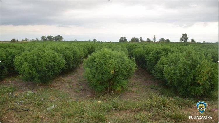Na državnoj zemlji zasadio 7728 stabljika indijske konoplje; Policija: ‘Ovo je do sada najveća plantaža marihuane na području Zadarske županije’