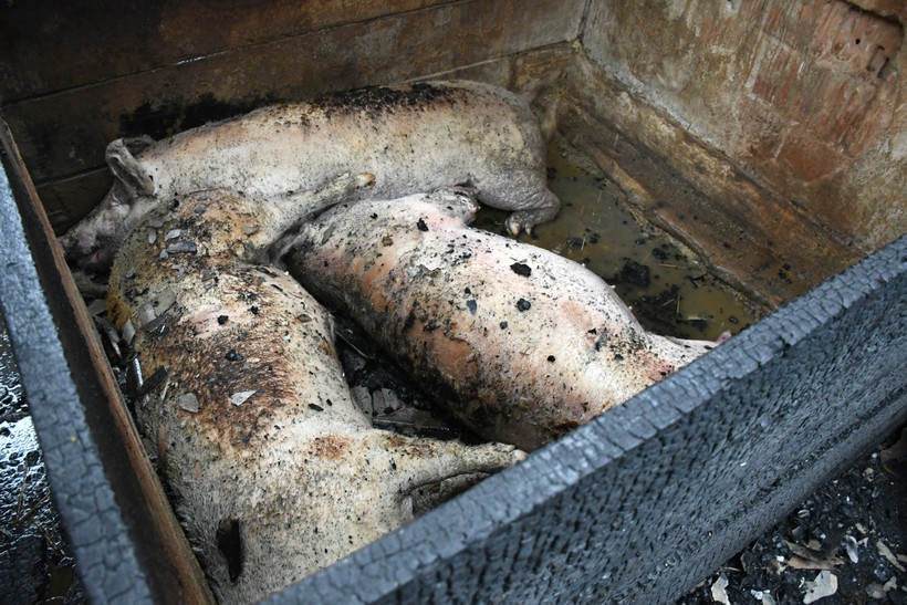 Stara Ploščica: U požaru na OPG-u Marinković izgorjela stoka