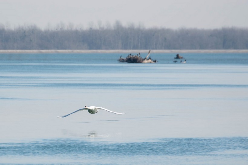 međunarodni dan drave (2)