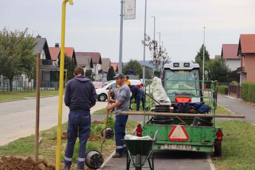 sadnja voćki cerine (2)