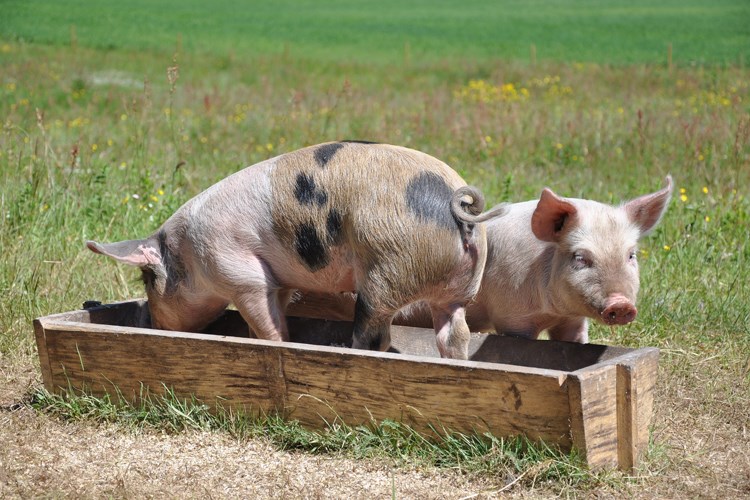 Europska komisija: Nema popuštanja mjera zbog afričke svinjske kuge