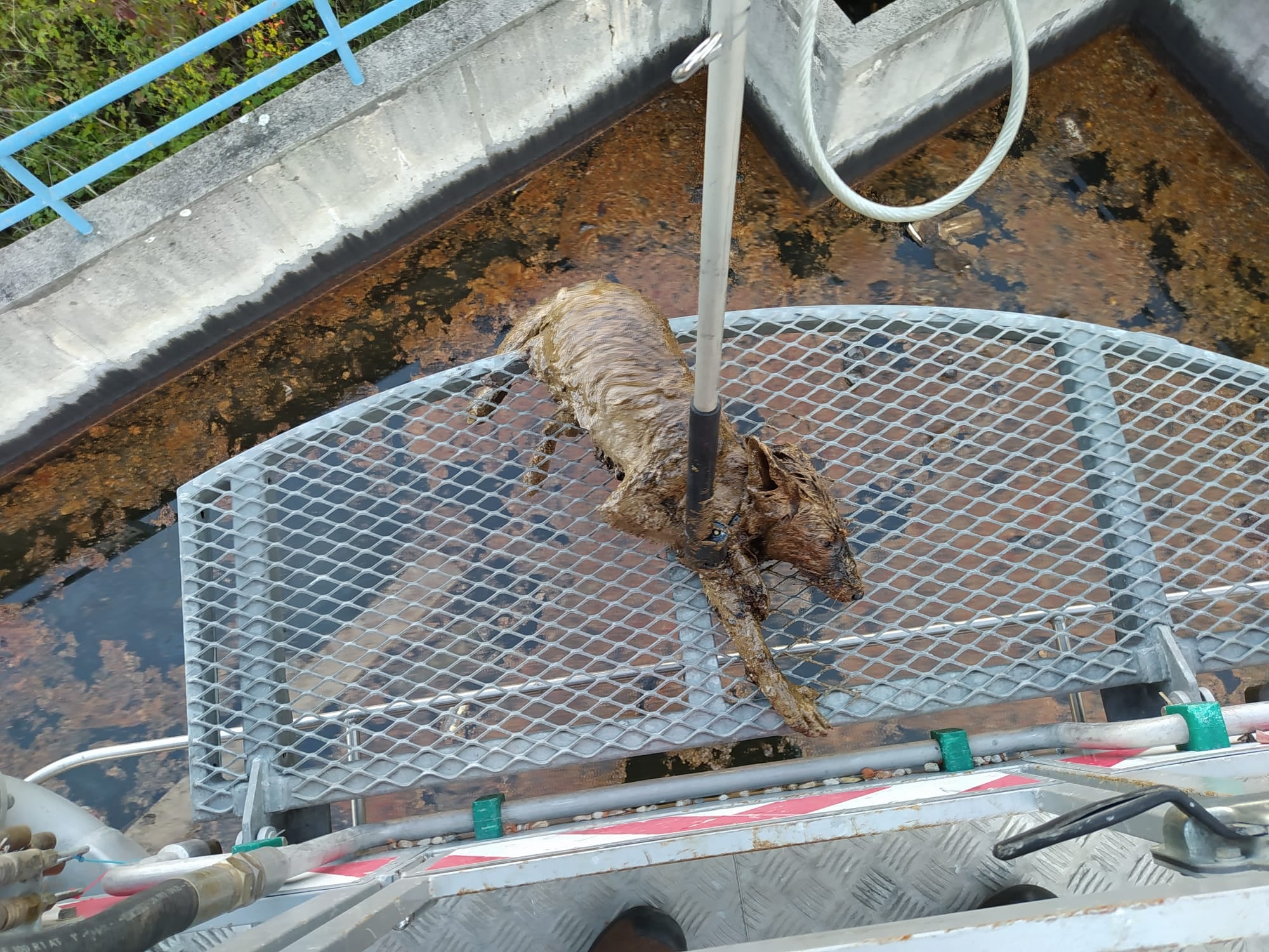 Spašena lisica iz bazena s otpadnim uljem DIOKI-ja