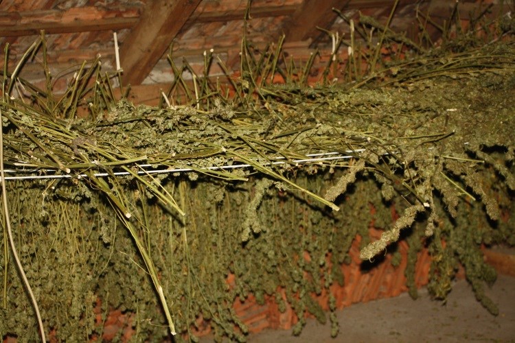 Skrivali 228 kilograma grana, lišća i cvjetnih vrhova marihuane