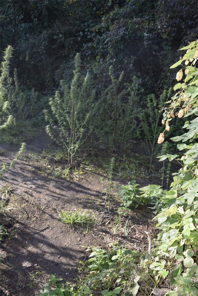 trava marihuana konoplja (2)