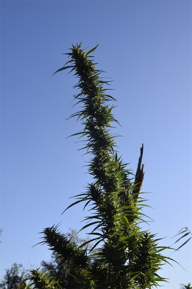 trava marihuana konoplja (3)