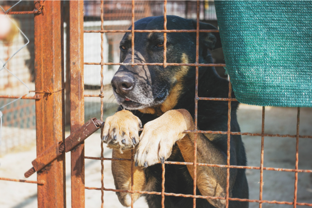 Velika analiza provedbe Zakona o zaštiti životinja: ‘Više od 35 milijuna kuna potrošeno zbog neodgovornosti’