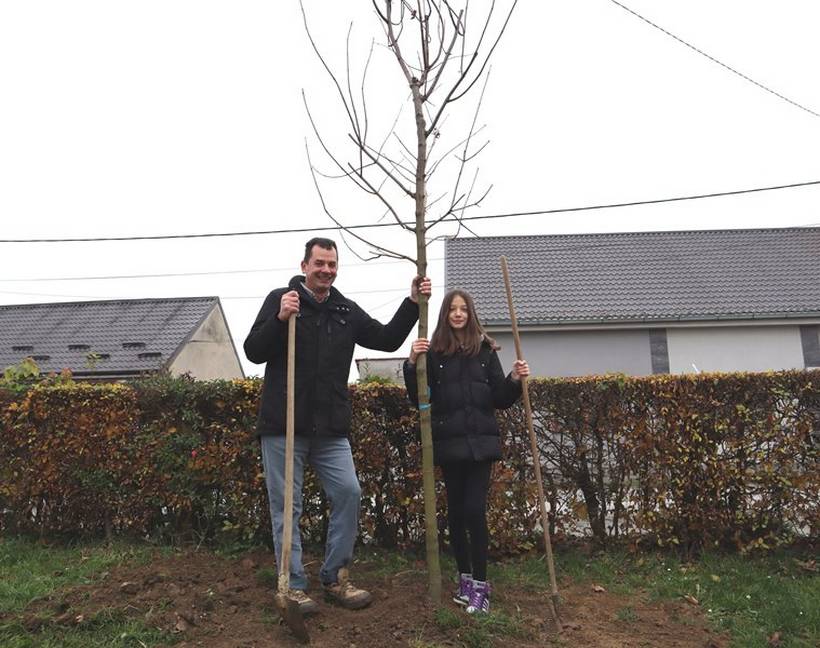 sadnja stabala križevci (1)