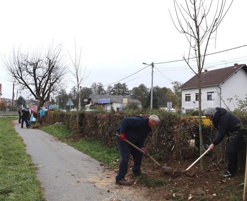 sadnja stabala križevci (10)