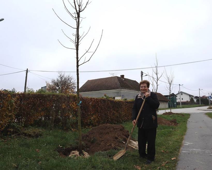 sadnja stabala križevci (12)