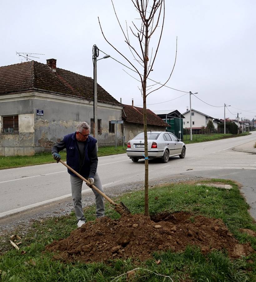 sadnja stabala križevci (13)