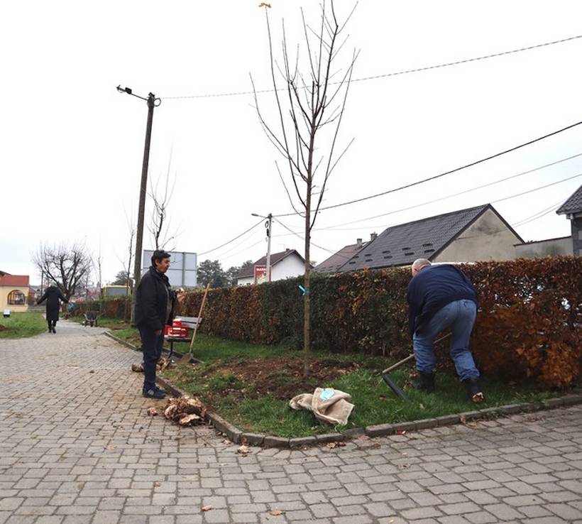 sadnja stabala križevci (3)