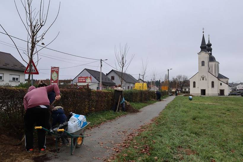 sadnja stabala križevci (4)