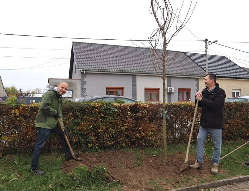 sadnja stabala križevci (5)