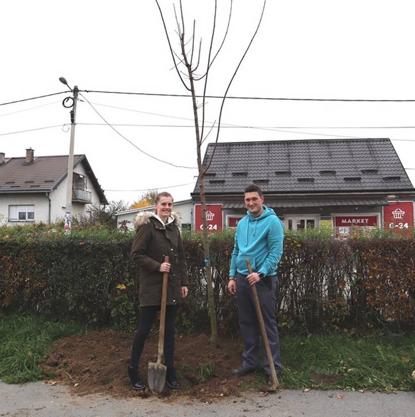 sadnja stabala križevci (6)