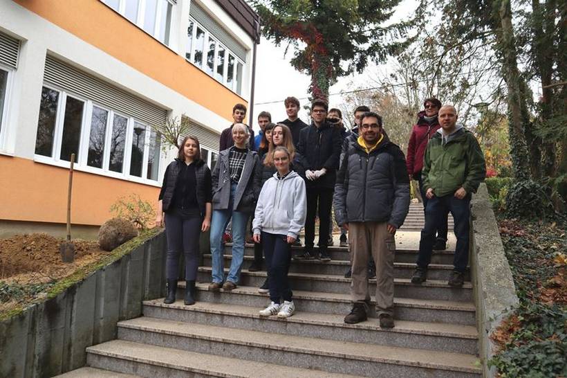 sadnja stabala križevci (7)