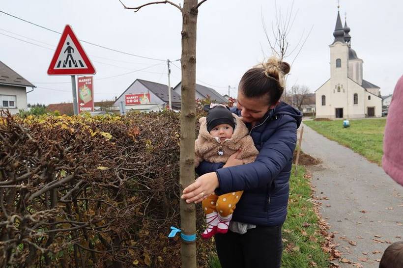 sadnja stabala križevci (8)