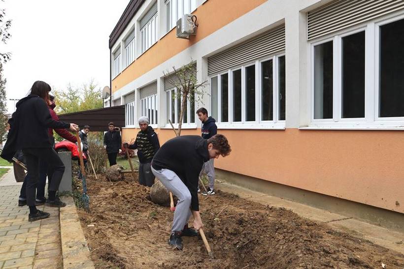 sadnja stabala križevci (9)