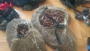 Prodavao prstace, policija oduzela više od 10 kilograma zaštićenih školjki